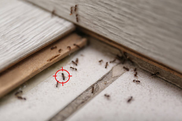 Professional Pest Control in Lake Park, FL
