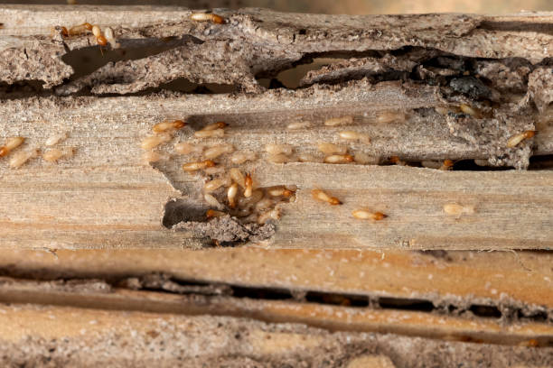 Best Cockroach Control Services  in Lake Park, FL